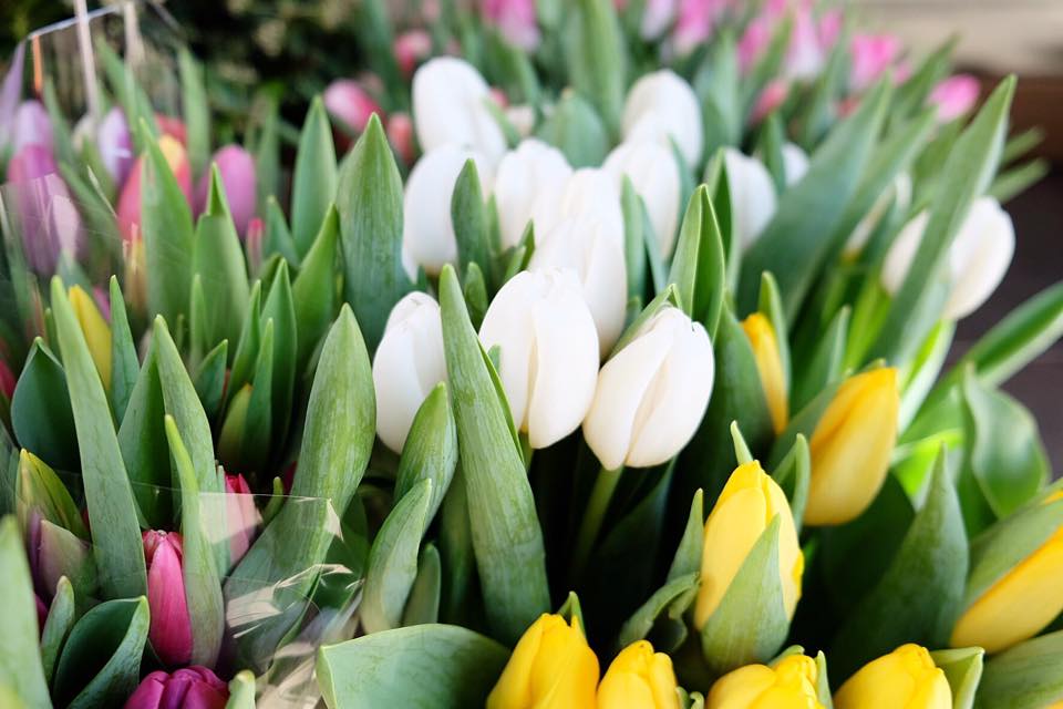tulpen