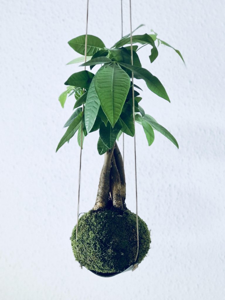 bulabula-kevin-keule-21
