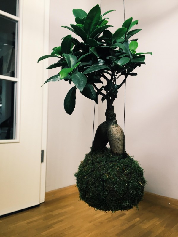 -micki-bula-bula-moosplanet-21